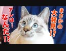 猫の視線の先にまさかの大発見で飼い主もビビリまくる！的なサムネイルになってしまいましたが、猫がジャンプしまくるかわいい映像です