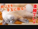 寝返りがかわいすぎるあざとい猫にまんまと誘惑されてしまいました