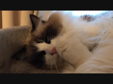 妹猫に気遣う兄猫