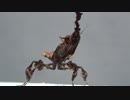 [閲覧注意!!] 再編集 　ゴーストマンティス(幼虫)にゴキブリを食べさせてみた。 (Phyllocrania paradoxa)