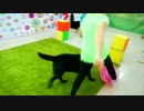 Kids Playing with Dog or Labrador Dina/Funny video for kids