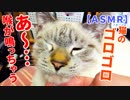 【ASMR】膝の上でくつろぐ猫が喉をゴロゴロ鳴らす耳福のおすそ分け動画