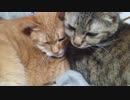 拾いねこ＠生後2391/2358日目　最近似たような映像が続きます