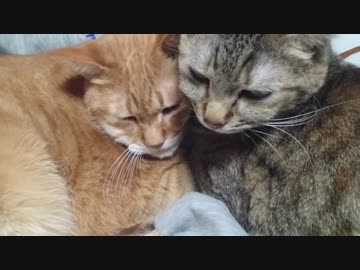 拾いねこ＠生後2391/2358日目　最近似たような映像が続きます