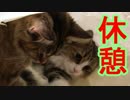 大袋で仲良く休憩する２匹の猫