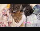 うちの暴君はなにかと力を誇示したいようです。