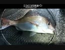 釣り　グレコさん　真鯛釣る　