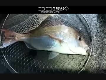 釣り　グレコさん　真鯛釣る　