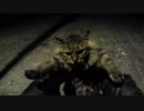 釣りをさせてくれない野良猫part７