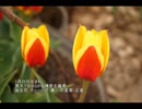 誕生日に贈る言葉～1月25日生まれの寛大なあなたに－聴きものがたり