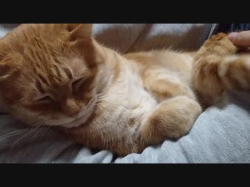 拾いねこ＠生後2392/2359日目　似たような映像だけど、ば、場所は変わったんだからね！