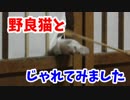 うちに居ついた野良ちゃんとねこじゃらしで遊ぶ