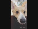 【しっぽ】スパーもぐもぐタイム【corgi】