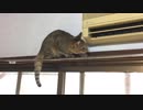 ＃69　カーテンレールで遊ぶタタルさん