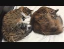 アンモニャイトな猫達