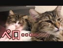 ダブルペロペロ…な猫達