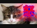 ケンカを仕掛ける猫さくら