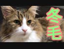 もみもみ攻撃する猫とくつろぐ猫