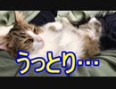 もふもふと一緒☆彡