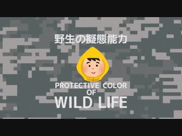 ◆野生たぬき脅威の擬態能力