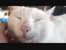 【フブキ】愛猫の喉を撫でるだけ⑥