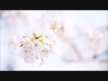 【GUMI】桜舞う(Demo)【オリジナル】