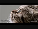 【歌ってみた】BUMP OF CHICKEN / ガラスのブルース 【hidden】
