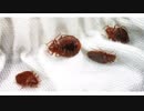OCP Bed Bug Exterminator in Dallas, TX