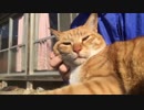 【ティーガー】愛猫の喉を撫でるだけ⑦
