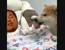 柴犬にあやされる赤ちゃん先輩