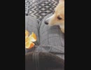 【しっぽ】みかんが気になるコーギーさん【corgi】