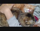 拾いねこ＠生後2394/2361日目　似たような・・と思いきや今日はprpr動画。
