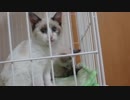 カメラをジーーと見る猫