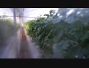 きゅうり栽培実況vol.69   H30秋18  めっちゃ冷えた日なので、潅水ではなく散水にしてみる。