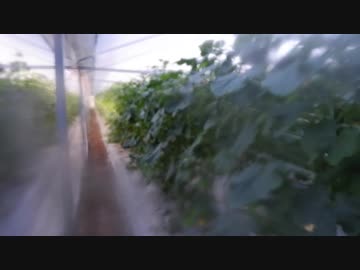 きゅうり栽培実況vol.69   H30秋18  めっちゃ冷えた日なので、潅水ではなく散水にしてみる。