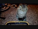 釣りをさせてくれない野良猫part８