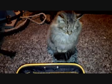 釣りをさせてくれない野良猫part８