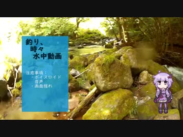 釣り、時々 水中動画　其の１