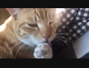 【ティーガー】愛猫が毛繕いをするだけ②