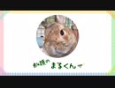 うさぎのまるくん一家（12）斜頚のまるくん その後