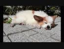Kindle版写真集『おじいちゃんワンコの日常』立ち読み動画
