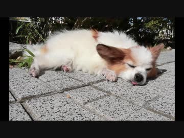 Kindle版写真集『おじいちゃんワンコの日常』立ち読み動画