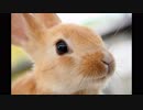 朗読　あなうさピーターのはなし