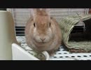 晩飯もぐもぐ