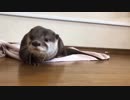 ヒゲに何かをつけたまま、そろそろ眠たいアピールするカワウソ