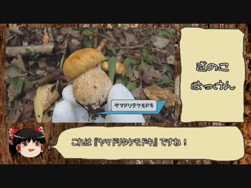 【ゆっくり実況】　きのこ狩り2018　その7 前編