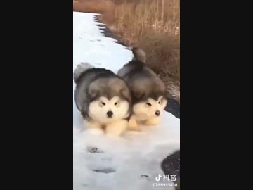 可愛い♡ 可愛い♡  ワンちゃん♡