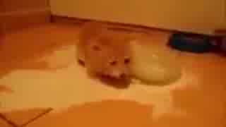 「ミルク美味しい~！」・・落ち着け！