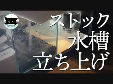 【ストック水槽】色々ストック水槽立ち上げ