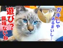 ジャンプ100連発するほど遊びに夢中すぎる猫